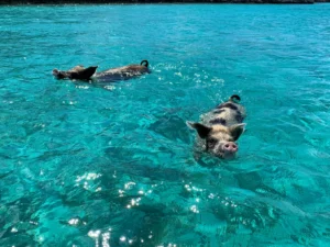 2 pigs swimming in blue water
